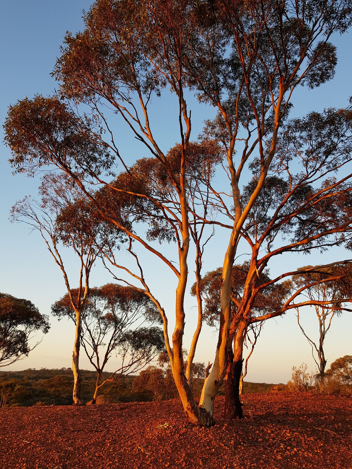 A Western Australian gum tree glowing in golden evening light on red earth